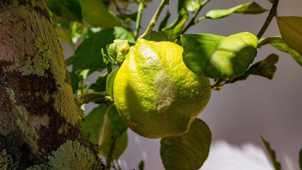 food green fruit fruit
